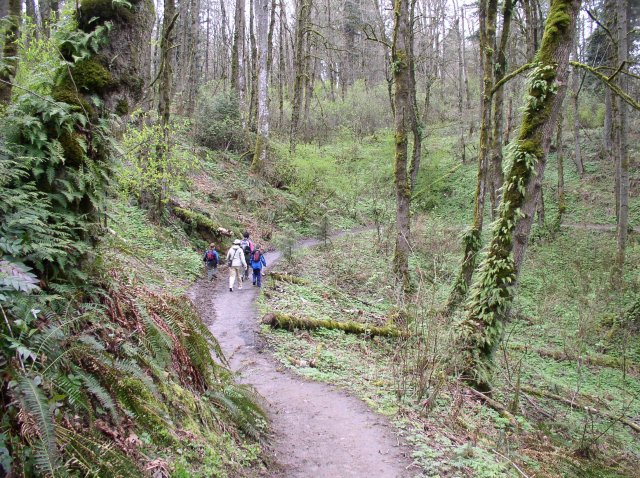 4.1.06 Dogwood & Alder Trail in Forest Park 018 
